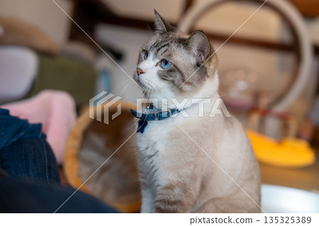 一隻藍眼睛的小貓正目不轉睛地盯著你，想讓你跟它玩。 135325389