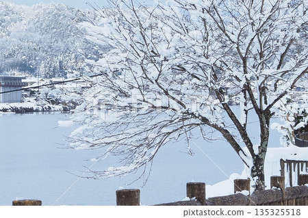 林蔭大道上白雪皚皚的櫻花樹 135325518