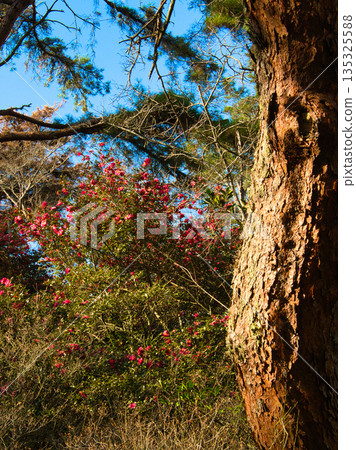 Landscape, camellia 135325588