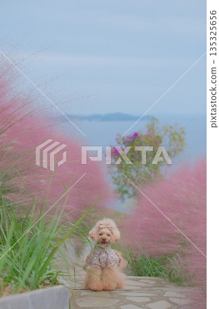 穆倫伯格花、海和玩具貴賓犬 135325656