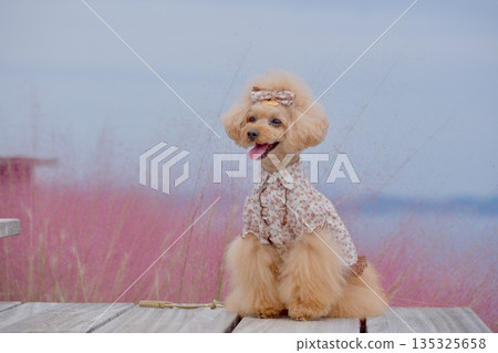 穆倫伯格花、海和玩具貴賓犬 135325658