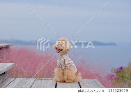 穆倫伯格花、海和玩具貴賓犬 135325659