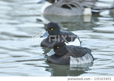 Kinkrochasshuro Kinkrochasshuro 135325955