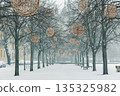 Snow covered Domplatz Magdeburg tree lined alley decorated by glowing festive ornaments creates calm winter city atmosphere. Historic urban square snowfall silence seasonal beauty European heritage 135325982