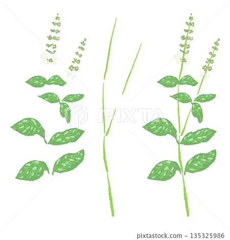 手繪彩色羅勒插圖（邊框、花環、圖案等） 135325986