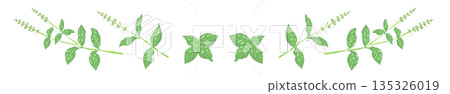 手繪彩色羅勒插圖（邊框、花環、圖案等） 135326019