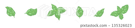Hand-drawn color illustrations of basil (frames, wreaths, patterns, etc.) Hand-drawn color illustrations of basil (frames, wreaths, patterns, etc.) 135326023