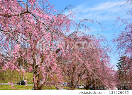 Weeping cherry blossoms in full bloom at Yukyuzan Park in Nagaoka City, Niigata Prefecture 135326085