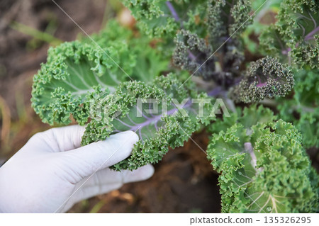 hand with glove hold Kale leaf for check quality in using as a health care food eating hand with glove hold Kale leaf for check quality in using as a health care food eating 135326295