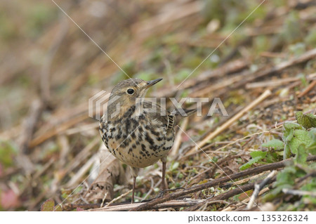 Tahi Bali Tahi Bali 135326324