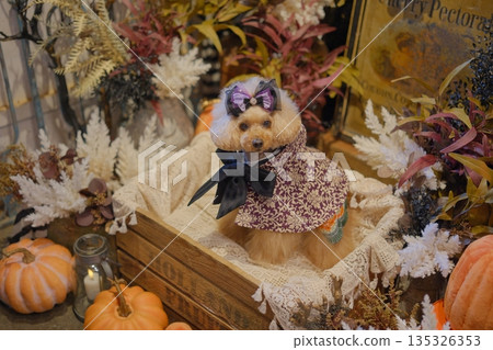 halloween and toy poodle halloween and toy poodle 135326353