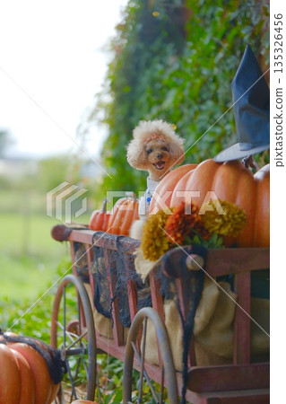 halloween and toy poodle halloween and toy poodle 135326456
