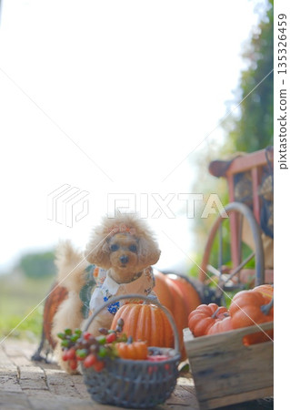 萬聖節和玩具貴賓犬 135326459