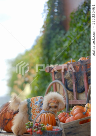萬聖節和玩具貴賓犬 萬聖節和玩具貴賓犬 135326461