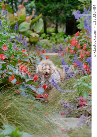 一個綠意盎然的花園，還有一隻玩具貴賓犬。 135326494