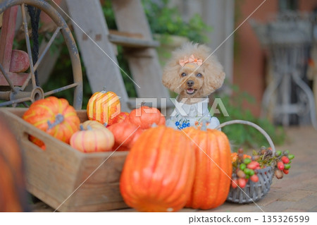 halloween and toy poodle halloween and toy poodle 135326599