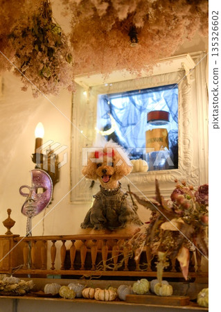 halloween and toy poodle 135326602