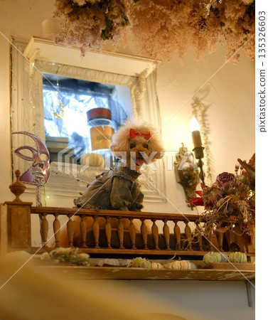 halloween and toy poodle 135326603