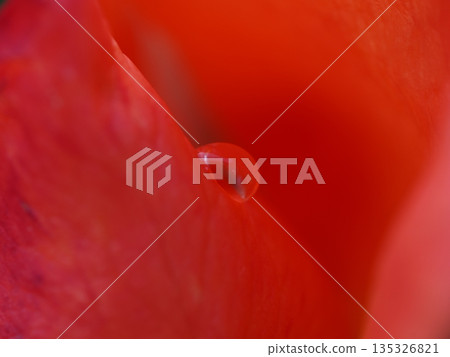 I took a macro shot of beautiful rose drops. 135326821