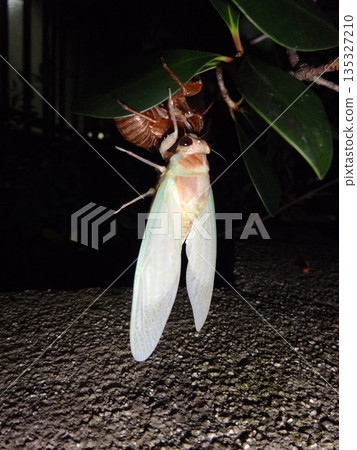 Emergence abrasion 135327210