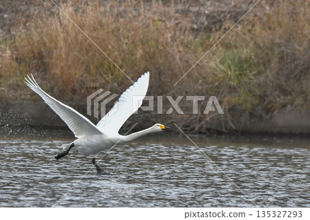 Swan Swan 135327293