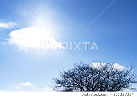 Winter sky, clouds and trees Winter sky, clouds and trees 135327334