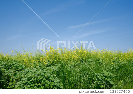 A spring meadow with rape blossoms spreading out under the blue sky A spring meadow with rape blossoms spreading out under the blue sky 135327460