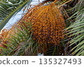 Dates on a palm tree, Bizerte, Tunisia 135327493