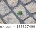 Leaf on the tiles of a street, Bizerte, Tunisia 135327499