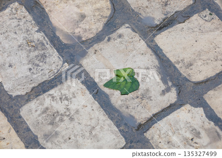 Leaf on the tiles of a street, Bizerte, Tunisia 135327499