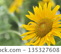 A close-up photo of yellow sunflower flowers in a sunflower field A close-up photo of yellow sunflower flowers in a sunflower field 135327608
