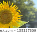 Sunflowering in summer sunflower Sunflowering in summer sunflower 135327609