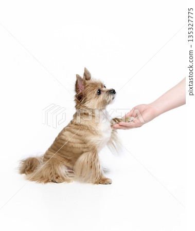 Yorkshire terrier giving a paw on white background. Yorkshire terrier giving a paw on white background. 135327775