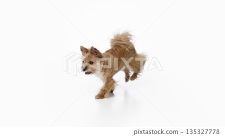 Happy terrier dog walking forward on white background. 135327778