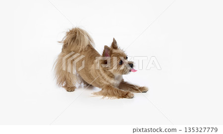 Terrier dog stretching playfully on white background. Terrier dog stretching playfully on white background. 135327779