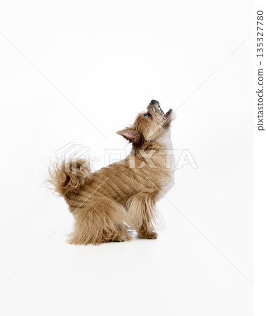 Curious terrier dog looking up on white background. Curious terrier dog looking up on white background. 135327780
