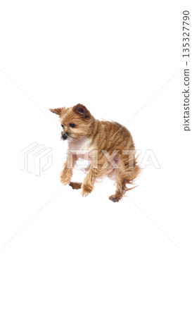 Small terrier dog jumping mid air on white background. Small terrier dog jumping mid air on white background. 135327790