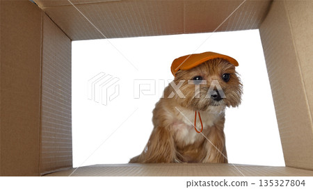 Curious Yorkshire terrier wearing orange cap inside cardboard box on white background. Curious Yorkshire terrier wearing orange cap inside cardboard box on white background. 135327804