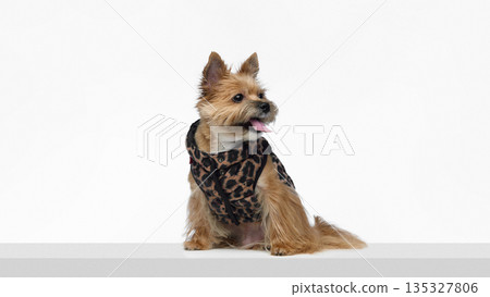 Yorkshire terrier sitting in leopard vest with tongue out on white background. 135327806