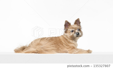 Yorkshire terrier lying sideways looking at camera on white background. 135327807