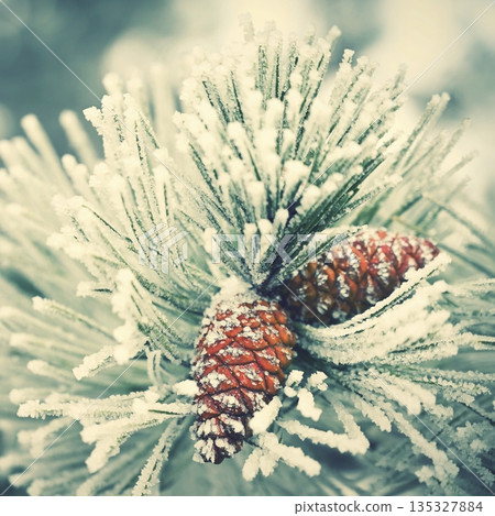 Frosted Pine Cones on Winter Branch. 135327884