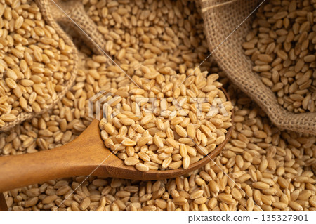 Wheat and grains ears agricultural, organic farm. 135327901