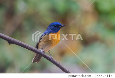 Chinese blue flycatcher (Cyornis glaucicomans) It is another bird with beautiful colors. Chinese blue flycatcher (Cyornis glaucicomans) It is another bird with beautiful colors. 135328117
