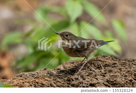 Siberian blue Robin One of the migratory birds that can be found in Thailand during the winter. 135328124