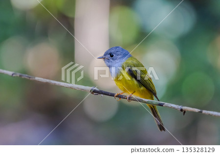 great blue tit on the twig 135328129