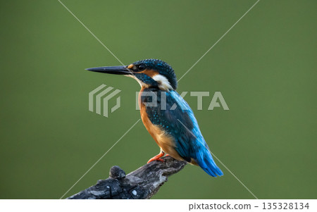 Common kingfisher (Alcedo atthis)A small bird with beautiful colors and a long pointed bill.  135328134