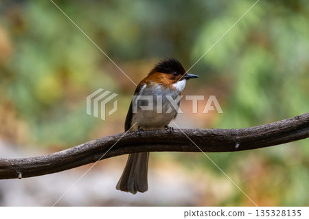 Hemixos castanonotus One of the migratory birds that can be found in Thailand during the winter. Hemixos castanonotus One of the migratory birds that can be found in Thailand during the winter. 135328135