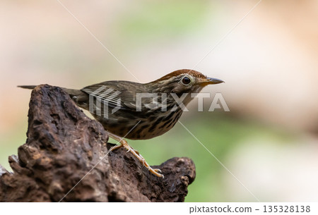 Puff throated babbler ( pellorneum ruficeps) It is a bird that earns its living by jumping on the ground. 135328138