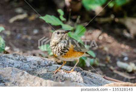 Grey-backed thrush It is a migratory bird escaping the cold weather and wandering into Thailand. Grey-backed thrush It is a migratory bird escaping the cold weather and wandering into Thailand. 135328143