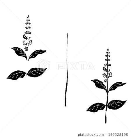 Hand-drawn monochrome illustrations of basil (frames, wreaths, patterns, etc.) Hand-drawn monochrome illustrations of basil (frames, wreaths, patterns, etc.) 135328198